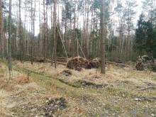 Skutki wichury w lasach Nadleśnictwa Dąbrowa Tarnowska
