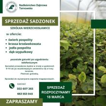 Sprzedaż sadzonek